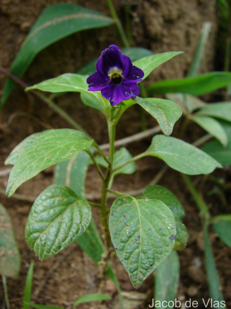 Browallia americana L.